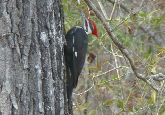 Pileated Woodpecker in Honey Island Swamp in Louisiana