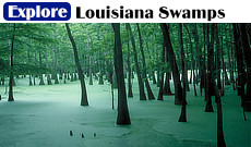 Explore the beauty and expanse of Louisiana swamps and bayous