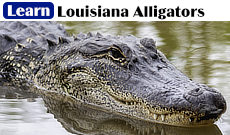 Learn more about Louisiana alligators