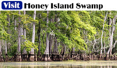 Visit the Honey Island Swamp and take a boat tour, north of New Orleans
